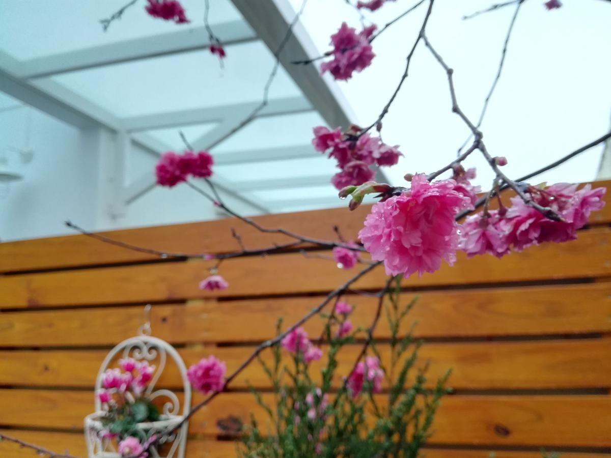 Cloud & Green Private Guest House Puli Exterior foto